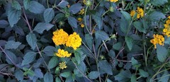 Lantana