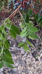 Pistacia chinensis