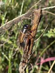 Gryllus pennsylvanicus