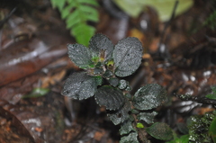 Gesneriaceae