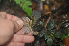 Gesneriaceae