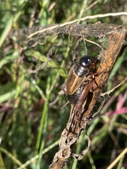 Gryllus pennsylvanicus