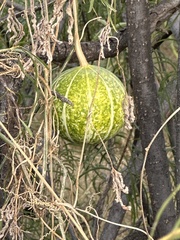 Cucurbita digitata