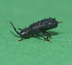 Hispellinus multispinosus