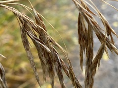 Bromus ciliatus