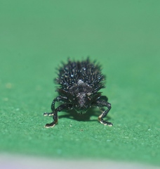 Hispellinus multispinosus