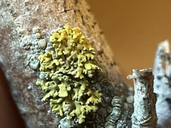 Xanthomendoza