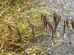 Bromus ciliatus