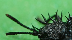 Hispellinus multispinosus