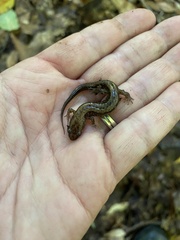 Desmognathus ochrophaeus