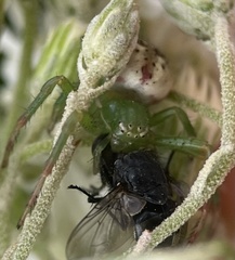 Australomisidia pilula