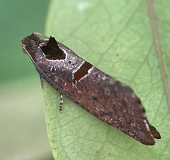 Glyphidoptera insignana