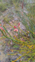Daviesia brevifolia
