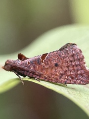 Glyphidoptera insignana