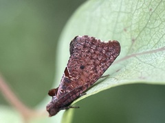 Glyphidoptera insignana