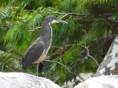 Tigrisoma fasciatum