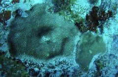 Stephanocoenia intersepta