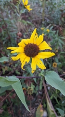 Helianthus petiolaris