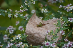 Conocephalus brevipennis