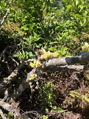 Oxera subverticillata