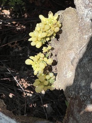 Oxera subverticillata