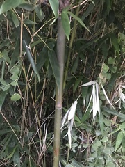 Bambusa oldhamii
