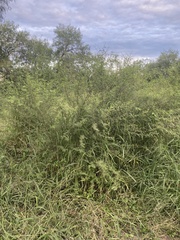 Vachellia farnesiana
