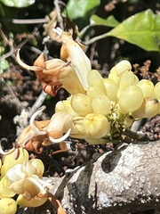 Oxera subverticillata