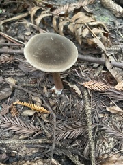 Xerocomellus mendocinensis