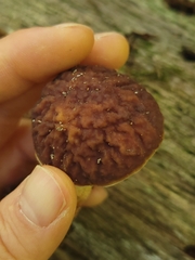 Hemileccinum rubropunctum