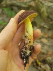 Hemileccinum rubropunctum