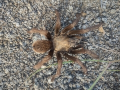 Aphonopelma iodius