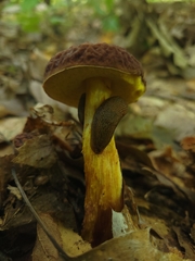 Hemileccinum rubropunctum
