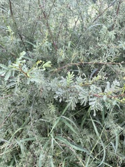 Vachellia farnesiana