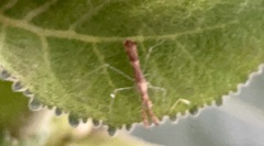 Bactrodes spinulosus