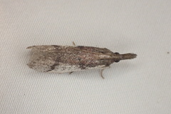 Peoria longipalpella