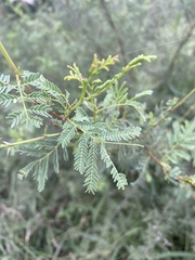 Vachellia farnesiana