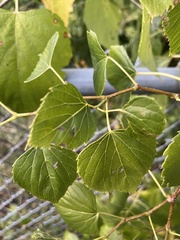 Ampelopsis cordata