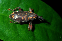 Marshallius multisignatus