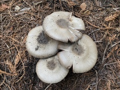 Agaricus deardorffensis