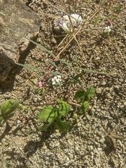 Euphorbia florida