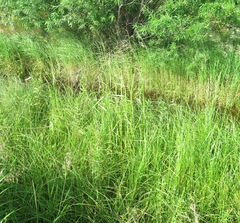 Glyceria arundinacea