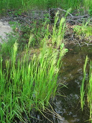 Glyceria arundinacea