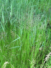 Glyceria arundinacea