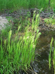 Glyceria arundinacea