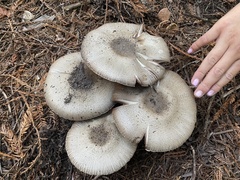 Agaricus deardorffensis