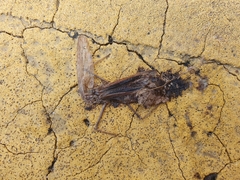 Statilia maculata