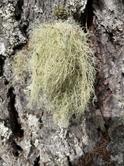 Usnea subgracilis