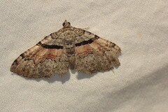 Xanthorhoe packardata