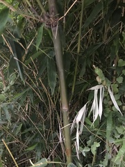Bambusa oldhamii